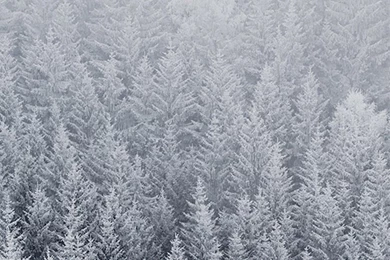 Snow Trees Forest   123mobileWallpapers.com