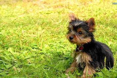 Yorkshire Terrier Puppy Wallpapers   Animal Wallpapers