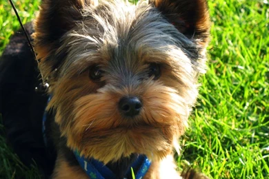 Yorkshire Terrier   Desktop Wallpapers
