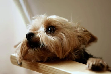 Cute Yorkshire Terrier Wallpapers And Picture Gallery