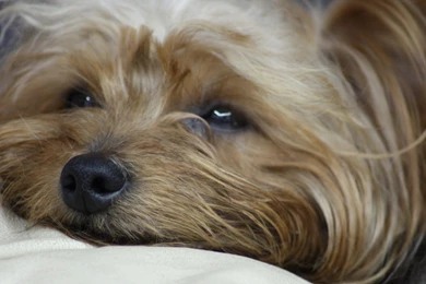 Yorkshire Terrier Free Wallpapers