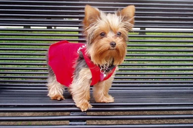 Free Wallpapers Yorkshire Terrier Backgrounds