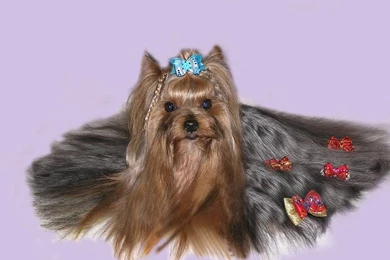 Yorkshire Terrier 1920x1200 Wallpapers,Yorkshire Terrier 1920x1200 ...