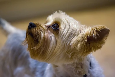 Yorkshire Terrier Wallpapers