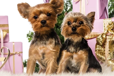 Yorkshire Terrier Puppies Wallpapers   Animal Wallpapers