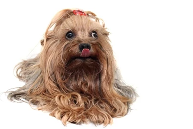 Yorkshire Terrier Lovely 1280x800 Wallpapers,Yorkshire Terrier ...