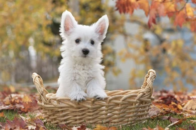 White Terrier dog wallpaper 121221 1920x1080.jpg