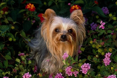 Free Wallpapers Mini Yorkshire Terrier