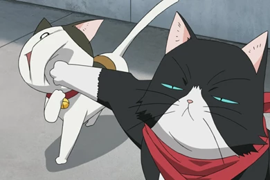 Cat Whim Wallpapers And Images   Wallpapers, Pictures, Photos