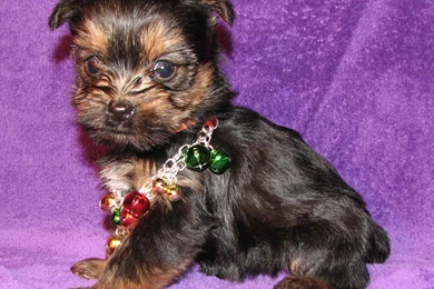 Yorkshire Terrier Dog With A Necklace Photo And Wallpapers ...