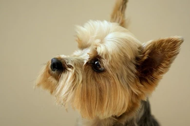 Dog breed yorkshire terrier 52   The Dog Wallpapers   Best The Dog ...