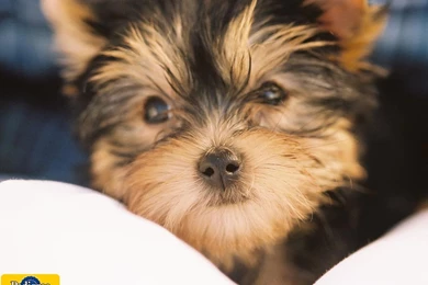 KapanLagi.com: Wallpapers   Yorkshire Terrier