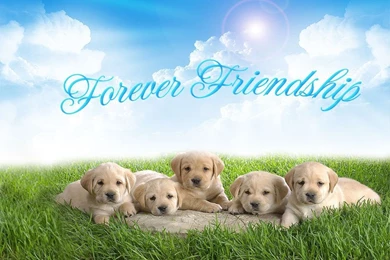Friendship Day Wallpapers, Free.