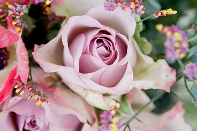 Free Floral Phone Wallpapers • Spring Collection • BiBs 2014 ...