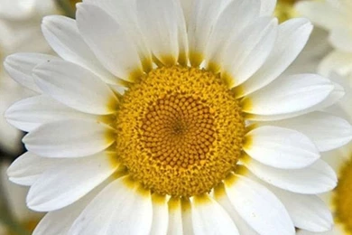 Wallpapers For Android Phones Flowers – Androidwalls.org