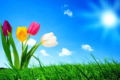 Tulips On The Valley On Desktop Wallpapers