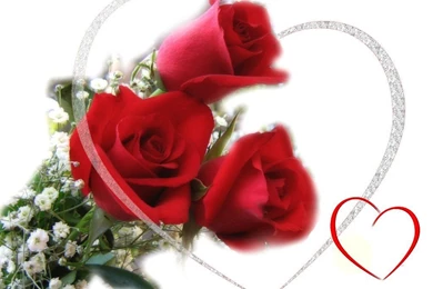 Latest Red Rose Flowers Wallpapers   Entertainment Only