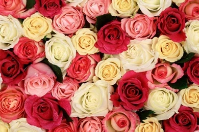 Flowers For Flower Lovers.: Beautiful Rose Flowers Wallpapers.