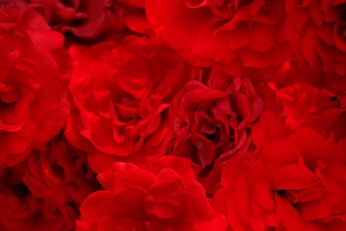 10 flower wallpaper.jpg