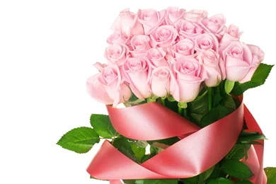 Rose Flower Wallpapers Free Wallpapers   HD Wallpapers 83167