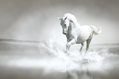 Horse Wallpapers