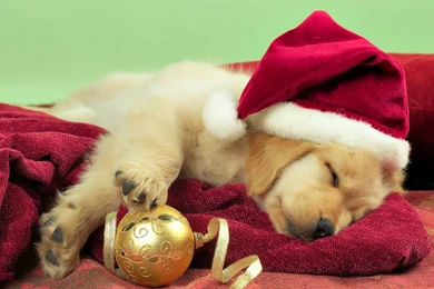 1920x1200 Puppy Christmas Gift Wallpapers