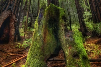 Green Moss on Old Tree Trunk in the Muir Woods 1280x720 wide wallpapers.net.jpg