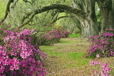 Flower Garden Tree G Wallpapers