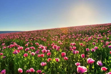 Flower Garden Background Images DG7 Pretty Wallpapers HD