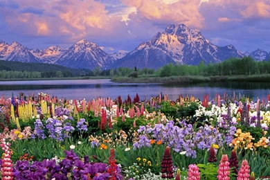 Beautiful Flowers Hd Wallpapers   Backgrounds Wallpapers For Your ...