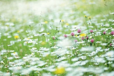 Dreamy Flower Garden, Summer Field (1920+1600 ) 8   Wallcoo.net