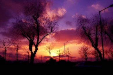 Sunset Glow Wallpapers   Dusk Trees Wallpaper12   Wallcoo.net