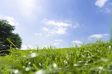 Summer Meadow Scenery   Green Meadow Widescreen Wallpapers ...