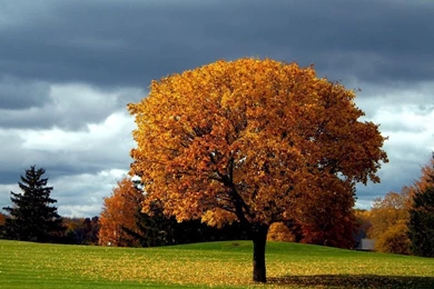 Beautiful Autumn Tree