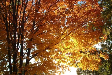 Hello Kelle: Tumblr Fall Backgrounds 1