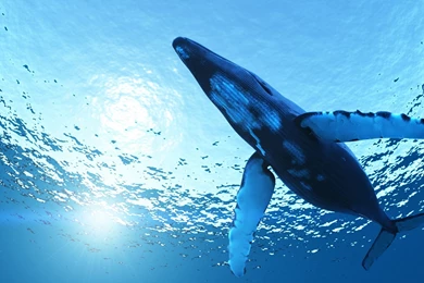 Underwater Whale Wallpaper.jpg