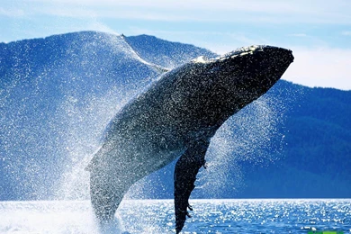 Free Blue Whale Wallpapers Download   Animals Town