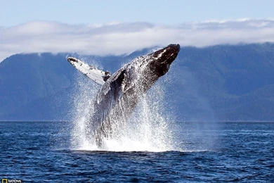 Humpback Whale Photo, Animals Wallpapers – National Geographic ...