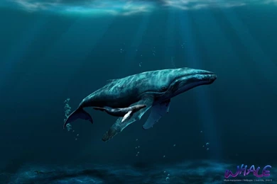 Wallpapers Of Blue Whale   ImgMob