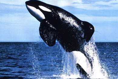 Whale Wallpapers. Images And Animals Whale Pictures (733)