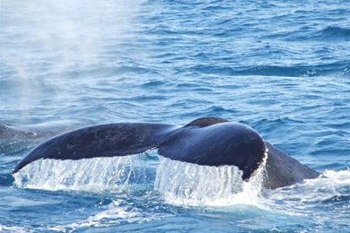 Whale Wallpapers. Images And Animals Whale Pictures (735)