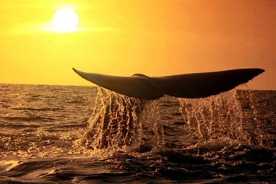 Whale Animals Wallpapers   HD Wallpapers Download