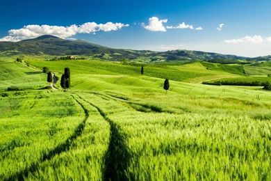 Green Fields In Tuscany   1920 X 1080 HDTV 1080p Wallpapers