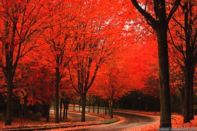 Beautiful Autumn Wallpapers 2   Seasonal   Crazy Frankenstein