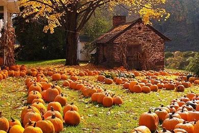 Autumn Harvest Wallpapers Widescreen   Wallpaper.