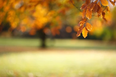 Autumn Leaves Wallpapers Widescreen   Wallpaper.