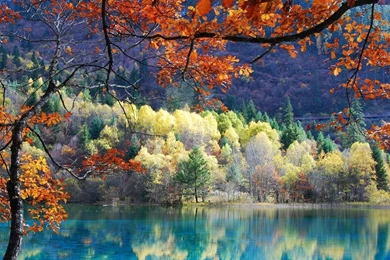 Autumn Tree HD Wallpapers