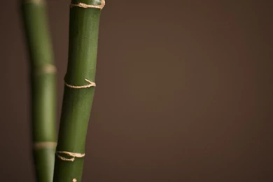 Bamboo Wallpapers 23 Best Wallpapers Collection