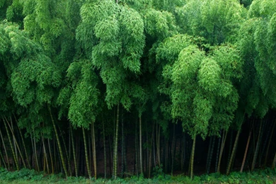Bamboo Wallpapers