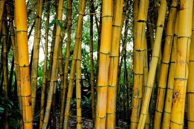 Bamboo Wallpapers By MattRiggPhotography On DeviantArt
